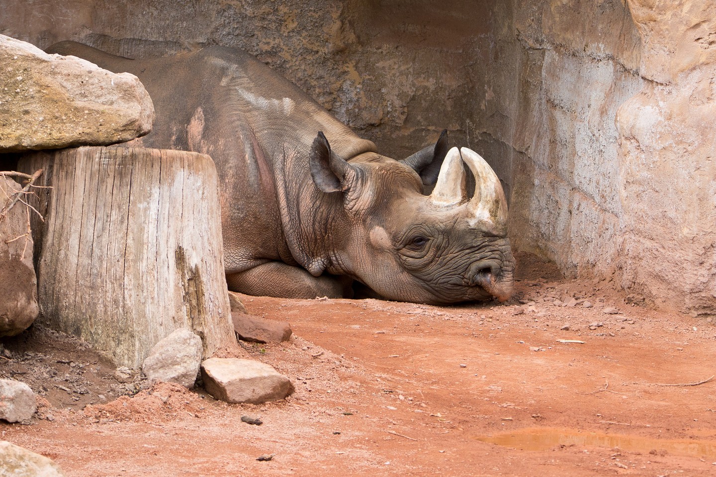 Hallo liebe Fotofreunde,

dieses majestätische Tier fasziniert mich immer wieder. Ein Blick in die Augen dieses Nashorns und man spürt die Kraft und Würde, die in ihm steckt. Die Textur seiner Haut, die Ruhe in seiner Haltung – ein wirklich beeindruckendes Motiv.

Ich habe dieses Foto mit meiner Canon EOS 7D Mark II und dem Tamron 150-600mm Objektiv aufgenommen. Die Brennweite von 213mm ermöglichte es mir, das Tier aus sicherer Entfernung detailreich einzufangen.

Die Komposition finde ich besonders gelungen. Das Nashorn ruht im Schatten, die natürlichen Formen der Umgebung bilden einen perfekten Rahmen. Die warmen Erdtöne des Bodens kontrastieren schön mit der dunkleren Färbung des Tieres.

Was sagt ihr zu diesem Bild? Lasst mich gerne eure Gedanken in den Kommentaren wissen!

#Nashorn #WildlifePhotography #Tierfotografie #Natur #AnimalPhotography #Rhino #GrabYourCam #Canon #Tamron #Tierwelt #Naturfotografie #Wildtier #Fotografie #Wildlife #Animal #Naturverbundenheit #Tierliebe #Fotograf #Fotofreunde #0.00125s #f5 #ISO400