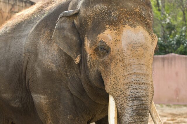 Ein intensiver Blick, der einen direkt in seinen Bann zieht. Die Details in der Hautstruktur und der ruhige Ausdruck dieses beeindruckenden Tieres sind einfach faszinierend. 

Ich habe versucht, die Würde und Kraft des Elefanten mit dem 70-200mm Objektiv einzufangen. Die offene Blende von 2.8 ermöglichte es, das Tier vor einem weichen Hintergrund hervorzuheben.

Was sagt ihr zu diesem Porträt? Lasst mich eure Gedanken in den Kommentaren wissen!

#Elefant #Tierfotografie #Wildlife #Porträt #Natur #Wildlifephotography #Animalportrait #Elephants #Naturephotography #Photography #GrabYourCam #Tierliebe #70200mm