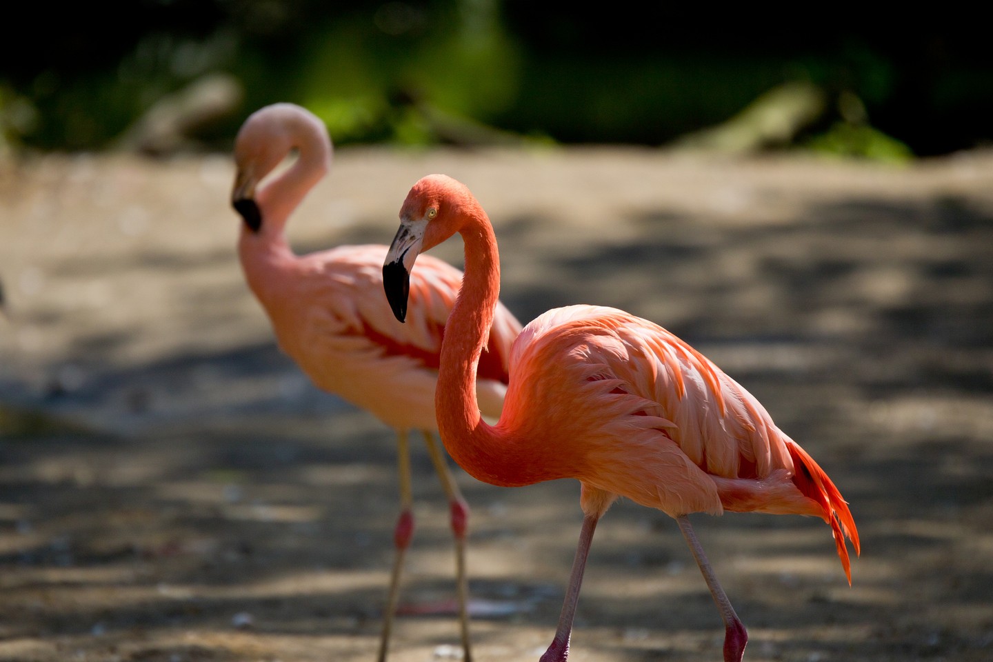 Hallo liebe Fotofreunde,

ein Farbenspiel in Rosa und Orange – diese Flamingos sind einfach faszinierend anzusehen! Die elegante Haltung und die lebendigen Farben machen sie zu wahren Hinguckern. 

Ich liebe es, die Schönheit der Tierwelt einzufangen und mit dem Teleobjektiv (TAMRON SP 70-200mm F/2.8) die Details hervorzuheben. Bei einer Blendenöffnung von 2.8 und ISO 100 konnte ich hier eine wunderbare Schärfe und Farbbrillanz erreichen.

Was sagt ihr zu diesem Motiv? Lasst mich gerne eure Meinung in den Kommentaren wissen!

#Flamingo #Vogel #Tierfotografie #Natur #Farben #Rosa #Orange #Wildlife #Fotografie #GrabYourCam #Tierwelt #Teleobjektiv #CanonEOS7DMarkII #200mm #Naturfotografie #Vögel #Wildlifephotography #Animalphotography