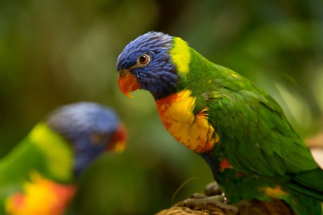 Hallo liebe Fotofreunde,

ein Farbenspiel der besonderen Art! Diese wunderschönen Regenbogenloris (Trichoglossus moluccanus) habe ich vor einiger Zeit beobachten können. Die leuchtenden Farben – das satte Grün, das kräftige Gelb, das tiefe Blau – sind einfach faszinierend. 

Besonders gefällt mir, wie sich der scharfe Fokus auf das vordere Tier konzentriert und das zweite im Hintergrund sanft verschwimmt. Das erzeugt eine schöne Tiefe und lenkt den Blick direkt auf das Detail des Gefieders und den wachen Ausdruck des Vogels.

Ich habe versucht, die natürliche Schönheit dieser Tiere einzufangen, ohne sie zu stören. Manchmal ist es das Warten und die Geduld, die am Ende belohnt werden.

#Regenbogenloris #Vogel #Vögel #Natur #Tierfotografie #Farben #Wildlife #WildlifePhotography #Naturfotografie #GrabYourCam #Tierliebe #Australien #Parrot #Papagei #Vogelbeobachtung #Naturverbundenheit #Fokus #Bokeh #Tierporträt