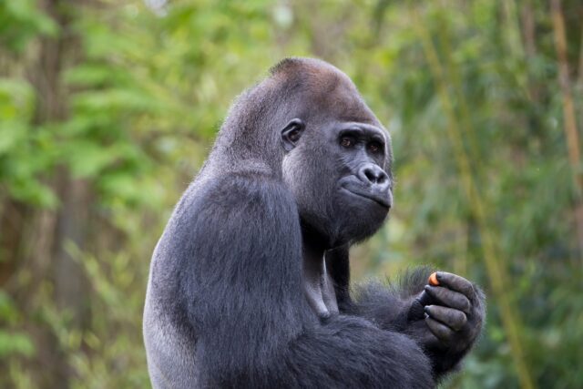 Ein stiller Moment der Kontemplation. Dieser majestätische Gorilla scheint in Gedanken versunken, während er vorsichtig eine kleine Frucht betrachtet. 

Die Textur seines Fells, die feinen Details im Gesicht – all das zieht den Betrachter in seinen Bann. Ich finde es faszinierend, wie viel Weisheit und Würde in den Augen dieses beeindruckenden Tieres zu erkennen ist. 

Die Komposition ist bewusst ruhig gehalten, um die innere Ruhe des Gorillas widerzuspiegeln. Der weiche, grüne Hintergrund verstärkt diesen Eindruck noch zusätzlich.

Was denkt ihr, was der Gorilla wohl gerade überlegt? Teilt eure Interpretationen gerne mit mir!

#Gorilla #Affe #Primat #Tierfotografie #Wildlife #Natur #Naturfotografie #Tierwelt #WildlifePhotography #GrabYourCam #Tierliebe #Naturverbundenheit #Ruhe #Kontemplation #Fokus #Porträt #Tierporträt #AnimalPhotography