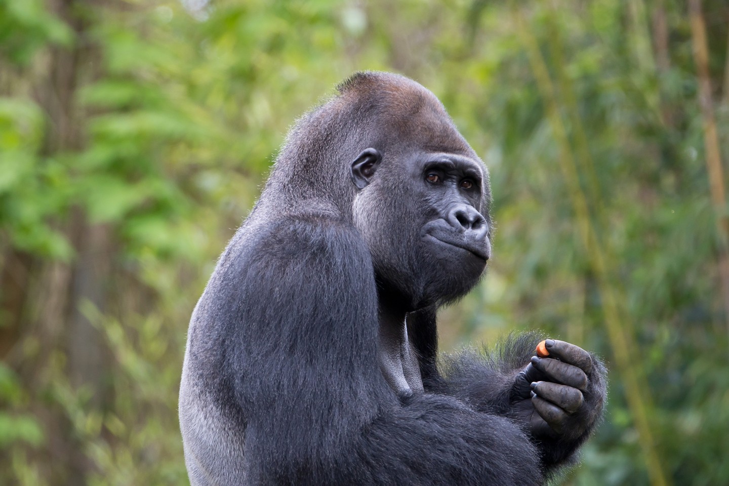 Ein stiller Moment der Kontemplation. Dieser majestätische Gorilla scheint in Gedanken versunken, während er vorsichtig eine kleine Frucht betrachtet. 

Die Textur seines Fells, die feinen Details im Gesicht – all das zieht den Betrachter in seinen Bann. Ich finde es faszinierend, wie viel Weisheit und Würde in den Augen dieses beeindruckenden Tieres zu erkennen ist. 

Die Komposition ist bewusst ruhig gehalten, um die innere Ruhe des Gorillas widerzuspiegeln. Der weiche, grüne Hintergrund verstärkt diesen Eindruck noch zusätzlich.

Was denkt ihr, was der Gorilla wohl gerade überlegt? Teilt eure Interpretationen gerne mit mir!

#Gorilla #Affe #Primat #Tierfotografie #Wildlife #Natur #Naturfotografie #Tierwelt #WildlifePhotography #GrabYourCam #Tierliebe #Naturverbundenheit #Ruhe #Kontemplation #Fokus #Porträt #Tierporträt #AnimalPhotography