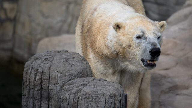 Ein Blick, der Geschichten erzählt. Dieser Eisbär, mit seiner beeindruckenden Statur und dem durchdringenden Blick, fasziniert mich immer wieder. Die feine Struktur des Fells, die subtilen Grautöne und der Kontrast zur rauen Umgebung – ein wahrer Hingucker.

Ich habe versucht, die Würde und Kraft dieses Tieres einzufangen, ohne es in seiner natürlichen Umgebung zu stören. Die Komposition lenkt den Fokus auf den Kopf des Bären, während der Hintergrund bewusst unscharf gehalten wurde, um die Aufmerksamkeit des Betrachters zu fesseln.

Was empfindet ihr beim Betrachten dieses Bildes? Welche Gedanken kommen euch in den Sinn? Ich bin gespannt auf eure Kommentare!

#Eisbär #Polarbär #Bär #Tierfotografie #Wildlife #Natur #Naturfotografie #Tierwelt #WildlifePhotography #GrabYourCam #Tierliebe #Arktis #Naturverbundenheit #Wildnis #Fokus #Porträt #Tierporträt #AnimalPhotography #Polarbear #Bear #Arctic