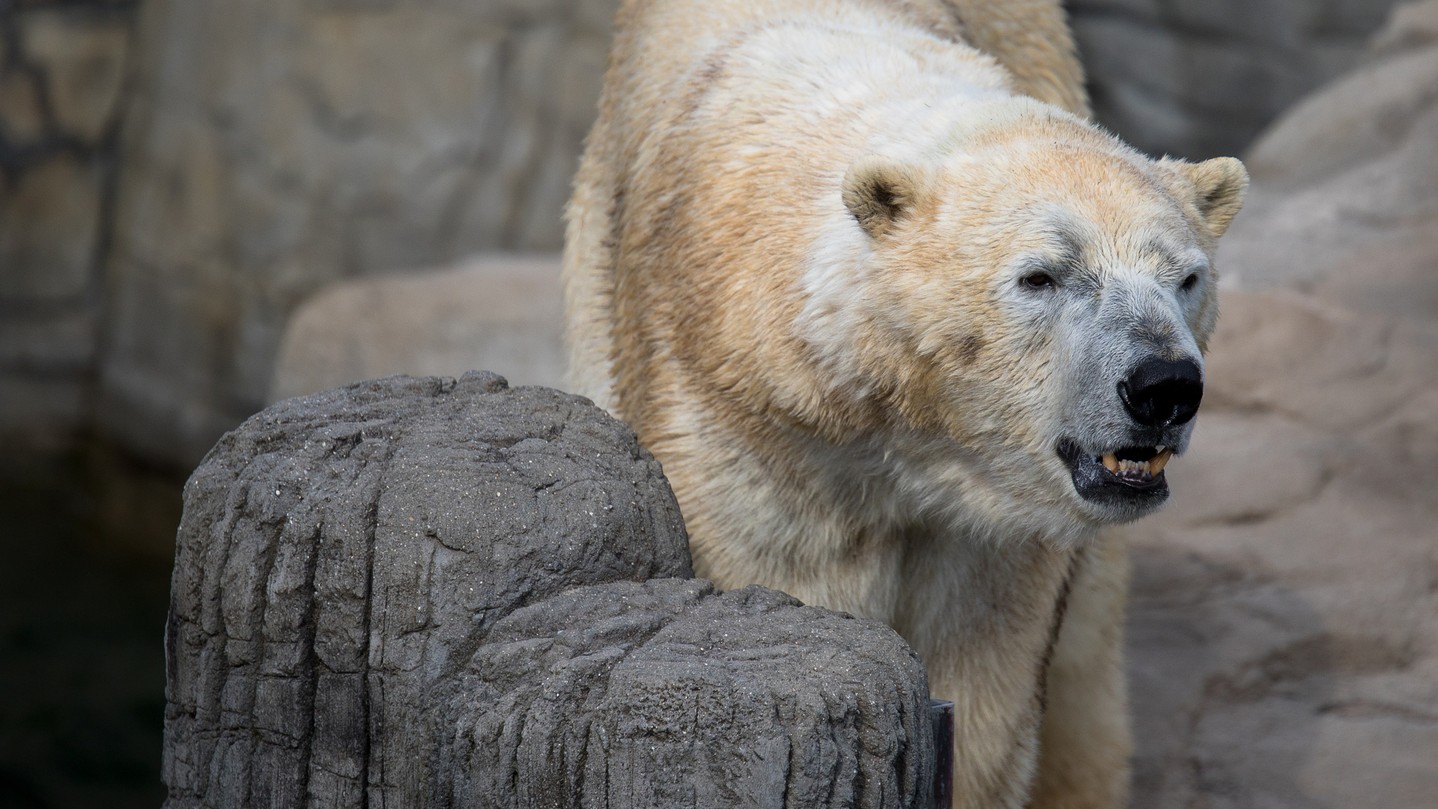 Ein Blick, der Geschichten erzählt. Dieser Eisbär, mit seiner beeindruckenden Statur und dem durchdringenden Blick, fasziniert mich immer wieder. Die feine Struktur des Fells, die subtilen Grautöne und der Kontrast zur rauen Umgebung – ein wahrer Hingucker.

Ich habe versucht, die Würde und Kraft dieses Tieres einzufangen, ohne es in seiner natürlichen Umgebung zu stören. Die Komposition lenkt den Fokus auf den Kopf des Bären, während der Hintergrund bewusst unscharf gehalten wurde, um die Aufmerksamkeit des Betrachters zu fesseln.

Was empfindet ihr beim Betrachten dieses Bildes? Welche Gedanken kommen euch in den Sinn? Ich bin gespannt auf eure Kommentare!

#Eisbär #Polarbär #Bär #Tierfotografie #Wildlife #Natur #Naturfotografie #Tierwelt #WildlifePhotography #GrabYourCam #Tierliebe #Arktis #Naturverbundenheit #Wildnis #Fokus #Porträt #Tierporträt #AnimalPhotography #Polarbear #Bear #Arctic