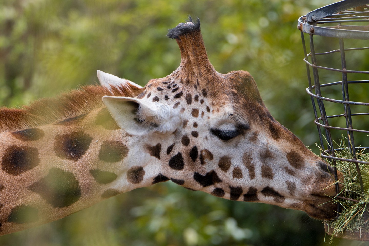 Ein faszinierender Moment der Tierwelt! Dieses Giraffenportrait hat es mir angetan. Die sanften Farben des Fells, kombiniert mit dem markanten Muster, erzeugen ein wunderschönes Bild. Besonders beeindruckend finde ich, wie die Giraffe konzentriert an den Blättern knabbert – ein stilles Schauspiel der Natur.

Ich habe versucht, die Eleganz und Ruhe dieses Tieres einzufangen. Mit dem TAMRON SP 150-600mm Objektiv konnte ich aus der Distanz arbeiten und die Giraffe in ihrem natürlichen Verhalten beobachten. Die Brennweite von 375mm ermöglichte es mir, das Tier detailreich abzubilden, während eine Blende von f/5.6 für eine angenehme Hintergrundunschärfe sorgte.

Was fasziniert euch an diesem majestätischen Tier? Teilt eure Gedanken gerne mit mir!

#Giraffe #Tierfotografie #Wildlife #Natur #Naturfotografie #Tierwelt #WildlifePhotography #GrabYourCam #Tierliebe #Naturverbundenheit #Afrika #Savanne #Langhals #Fokus #Porträt #Tierporträt #AnimalPhotography #375mm #f56 #Tamron