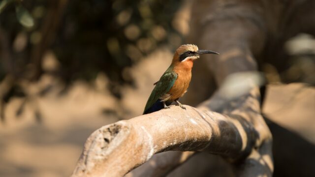 Hallo zusammen,

dieses kleine Juwel entdeckte ich an einem sonnigen Tag. Der Bienenfresser, mit seinem schillernden Gefieder und dem markanten Schnabel, ist ein wahrer Blickfang. Die Kombination aus smaragdgrünen, rostbraunen und türkisfarbenen Tönen ist einfach atemberaubend.

Ich habe versucht, die Dynamik dieses kleinen Vogels einzufangen, während er auf diesem Ast verweilte. Die Schärfe liegt präzise auf dem Auge, um den wachen und aufmerksamen Ausdruck hervorzuheben. Mit der 200mm Brennweite und einer Blende von f/2.8 konnte ich ein schönes Bokeh erzeugen und den Vogel von seinem Umfeld abheben. Die Aufnahme gelang bei ISO 100 und einer sehr kurzen Verschlusszeit von 1/4000 Sekunde.

Was sagt ihr zu diesem kleinen Farbtupfer? Findet ihr ihn genauso faszinierend wie ich?

#Bienenfresser #Vogel #Vögel #Natur #Tierfotografie #Wildlife #Farben #WildlifePhotography #Naturfotografie #GrabYourCam #Tierliebe #Naturverbundenheit #Fokus #Porträt #Tierporträt #AnimalPhotography #200mm #f28 #ISO100 #1/4000s #BeeEater #Bird #Nature #Wildlife