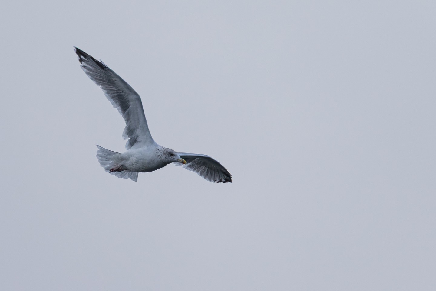 Ein Tanz mit dem Wind. Dieser Möwenschrei, der sich mit dem Rauschen des Windes vermischt, ist Musik in meinen Ohren. Die Leichtigkeit, mit der dieser Vogel durch die Luft gleitet, ist einfach faszinierend. 

Ich liebe es, wie die Flügel in dieser Aufnahme perfekt ausbalanciert wirken, ein Moment der Ruhe und Konzentration in der Bewegung. Die Schärfe liegt präzise auf dem Kopf der Möwe, während der sanfte, graue Himmel eine beruhigende Kulisse bildet.

Aufgenommen mit der Canon EOS 7D Mark II und dem Tamron 70-200mm Objektiv bei einer Blende von f/2.8 und einer Verschlusszeit von nur 0.0008 Sekunden – ein kleiner Augenblick, der für immer festgehalten wurde.

Was verbindet ihr mit Möwen? Erinnert ihr euch an besondere Momente am Meer? Teilt eure Geschichten gerne mit mir!

#Möwe #Vogel #Vögel #Natur #Tierfotografie #Wildlife #Naturfotografie #Tierwelt #WildlifePhotography #GrabYourCam #Tierliebe #Naturverbundenheit #Meer #Flug #Freiheit #Fokus #Porträt #Tierporträt #AnimalPhotography #70200mm #f28 #Canon #Tamron #Seevogel #Gull #Bird #Nature #Wildlife