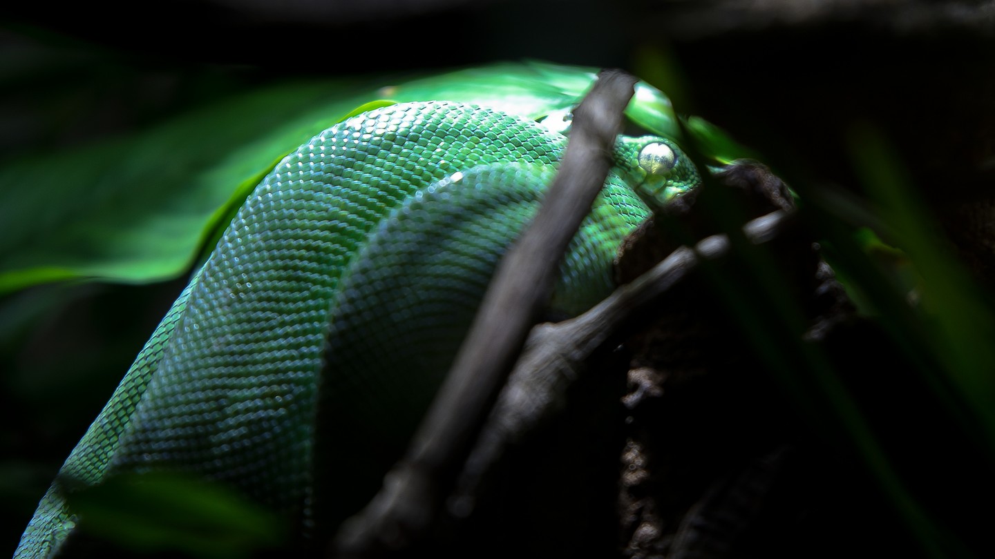 Ein stiller Jäger in seinem Reich. Diese smaragdgrüne Grüne Baumboa windet sich elegant durch das Unterholz. Die schillernde Schuppenstruktur und der intensive Blick faszinieren mich immer wieder. 

Ich habe versucht, die natürliche Schönheit und Anmut dieses Reptils einzufangen, ohne es zu stören. Die Aufnahme gelang mit dem Tamron 70-200mm Objektiv bei einer Blende von 2.8, um die Schärfe präzise auf das Auge zu legen und den Hintergrund sanft verschwimmen zu lassen. Eine kurze Verschlusszeit von 1/1600 Sekunde half dabei, die Bewegung einzufrieren.

Was denkt ihr, was dieser faszinierende Bewohner des Regenwaldes wohl als nächstes vorhat? Lasst es mich in den Kommentaren wissen!

#GrüneBaumboa #Boa #Schlange #Reptil #Tierfotografie #Wildlife #Natur #Naturfotografie #Tierwelt #WildlifePhotography #GrabYourCam #Tierliebe #Naturverbundenheit #Regenwald #Fokus #Porträt #Tierporträt #AnimalPhotography #70200mm #f28 #1/1600s #BoaConstrictor #Snake #Nature #Wildlife