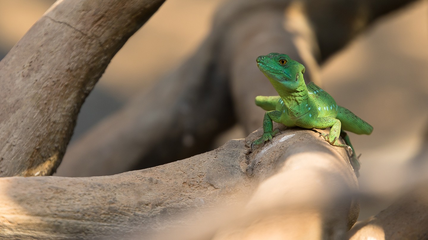 Hallo liebe Fotofreunde,

dieses faszinierende Reptil hat meine Aufmerksamkeit sofort erregt. Die leuchtend grüne Farbe der Grünen Leguan ist schlichtweg atemberaubend und bildet einen starken Kontrast zu dem erdigen Braun des Astes, auf dem er ruht. 

Ich finde es spannend, wie sich die Textur der Schuppen und die feinen Details im Gesicht des Leguans zeigen. Die Schärfe ist präzise auf das Auge gesetzt, was dem Bild eine besondere Intensität verleiht. 

Mit dem Tamron 70-200mm Objektiv konnte ich aus einer angenehmen Distanz arbeiten und das Tier in seiner natürlichen Umgebung beobachten. Die offene Blende von f/2.8 hat dazu beigetragen, den Hintergrund sanft zu verschwimmen und den Fokus auf das Hauptmotiv zu lenken.

Was haltet ihr von diesem kleinen Dschungelbewohner? Teilt eure Eindrücke gerne mit mir!

#GrünerLeguan #Leguan #Reptil #Tierfotografie #Wildlife #Natur #Naturfotografie #Tierwelt #WildlifePhotography #GrabYourCam #Tierliebe #Naturverbundenheit #Dschungel #Fokus #Porträt #Tierporträt #AnimalPhotography #70200mm #f28 #Reptile #Lizard #Nature #Wildlife