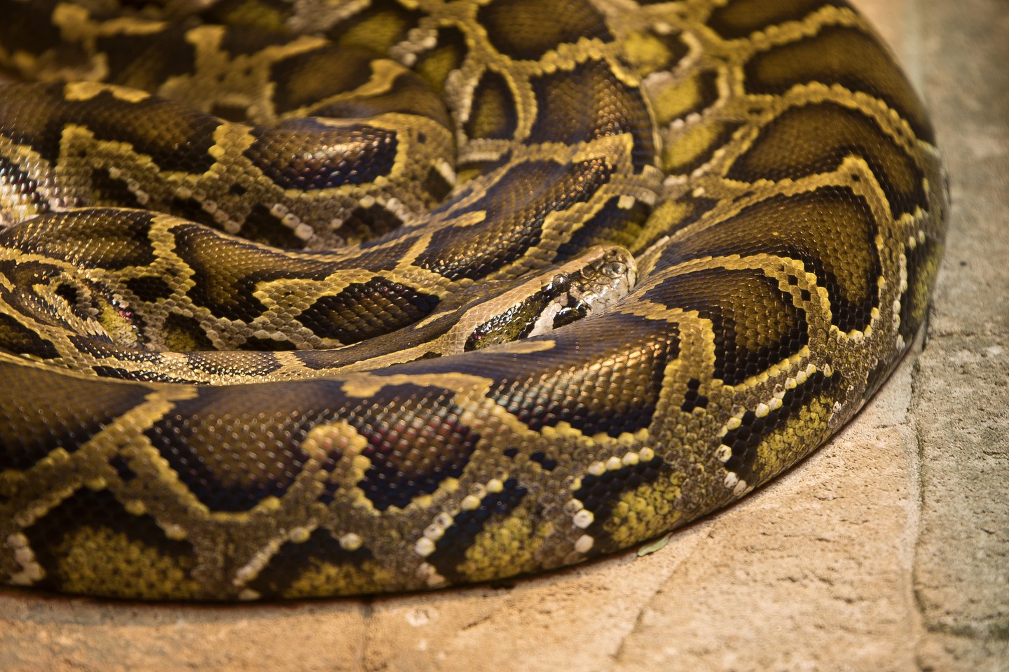 Hallo liebe Fotofreunde,

ein Blick, der hypnotisiert – diese Aufnahme einer Netzpython hat mich sofort in ihren Bann gezogen. Die komplexen Muster und die Farbgebung, ein Zusammenspiel aus Braun-, Gold- und Gelbtönen, sind einfach faszinierend. 

Ich habe versucht, die Schärfe gezielt auf den Kopf zu legen, um den Blick des Tieres hervorzuheben und gleichzeitig die Textur der Schuppen in den Vordergrund zu stellen. Für diese Aufnahme habe ich mein Tamron 70-200mm Objektiv bei einer Blende von 2.8 genutzt, um ein schönes Bokeh zu erzeugen und das Motiv optimal zu isolieren. Die kurze Belichtungszeit von 0.6 Sekunden hat geholfen, Bewegungsunschärfe zu vermeiden.

Es ist immer wieder beeindruckend, wie die Natur solche Meisterwerke erschafft. Was sagt ihr zu diesem majestätischen Reptil?

#netzpython #schlange #reptil #tierfotografie #wildtierfotografie #naturfotografie #makrofotografie #canonphotography #tamron #70200mm #f28 #wildlife #snake #python #nature #animals #photography #grabyourcam #fotografie #tierliebe #schuppen #muster #bokeh #iso100