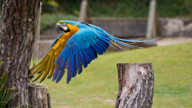 Hallo liebe Fotofreunde,

Dieses Bild eines majestätischen Blauen Aras hat mich sofort in seinen Bann gezogen. Die unglaubliche Farbpracht – das leuchtende Blau, das strahlende Gelb und der Hauch von Grün – ist einfach atemberaubend. 

Ich liebe es, wie der Ara in diesem Moment der Bewegung festgehalten wurde. Die weit ausgebreiteten Flügel vermitteln ein Gefühl von Freiheit und Kraft. Die Schärfe ist perfekt auf den Vogel fokussiert, während der Hintergrund sanft verschwimmt und so die Aufmerksamkeit auf das Hauptmotiv lenkt.

Ich habe dieses Foto mit einer Brennweite von 200mm aufgenommen, um den Ara in seiner natürlichen Umgebung einzufangen, ohne ihn zu stören. Die Blende von f/5.6 hat geholfen, den Hintergrund leicht zu separieren.

Was sagt ihr zu diesem farbenfrohen Vogel? Lasst mich eure Gedanken in den Kommentaren wissen!

#BlauerAra #Ara #Vogel #Vögel #Natur #Tierfotografie #Wildlife #Farben #Freiheit #Naturfotografie #GrabYourCam #200mm #f56 #Fotografie #NaturLiebe #Tierwelt #Tropenvogel #Macaw #BlueAndGoldMacaw
