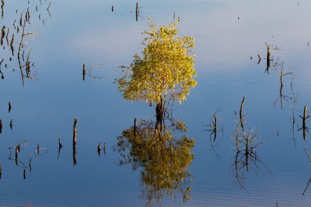 Ein einsamer Solist im glatten Spiegel der Natur. Diese Aufnahme eines einzelnen Baumes inmitten der Wasserfläche strahlt eine fast meditative Ruhe aus. Besonders das goldene Licht auf dem Laub, das sich perfekt im dunklen Blau des Wassers widerspiegelt, erzeugt einen Kontrast, der den Blick sofort fesselt.

Die zahlreichen abgestorbenen Baumstümpfe im Vorder- und Hintergrund setzen grafische Akzente und unterstreichen die melancholische, aber zugleich wunderschöne Stimmung dieses Ortes. Es ist ein Spiel mit Linien und Reflexionen, das die Vergänglichkeit und die stille Kraft der Natur vereint.

Um diese Szene aus der Distanz einzufangen, habe ich mein Tamron 150-600mm bei einer Brennweite von 150mm genutzt. Mit einer Blende von f/6.3 und einer kurzen Verschlusszeit von 1/250 Sekunde konnte ich die feinen Strukturen und die ruhige Wasseroberfläche bei ISO 100 präzise festhalten. 

Wie wirkt dieses ruhige Motiv auf euch? Findet ihr in solchen Aufnahmen auch die nötige Entschleunigung? Ich bin gespannt auf eure Eindrücke.

#Naturfotografie #Landschaftsfotografie #Spiegelung #Ruhe #GrabYourCam #Canon7DMarkII #Tamron150600 #Natur #Wasser #Minimalismus #Lichtspiel #Herbststimmung #FotografieLiebe #Landschaft #NaturLiebe #Reflektionen #Stille #150mm #f63 #ISO100