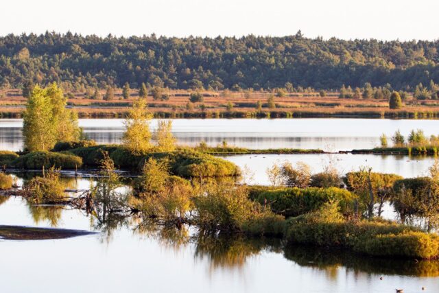 Es sind genau diese Momente der Stille, in denen man die Kamera einfach nur festhalten möchte, um den Augenblick vollends in sich aufzunehmen. Diese Moorlandschaft präsentiert sich in einem warmen, goldenen Licht, das den Übergang von der herbstlichen Vegetation zur glatten Wasseroberfläche fast surreal wirken lässt. Die verschiedenen Ebenen des Bildes – von den Details im Vordergrund über die vereinzelten Inseln bis hin zum dichten Waldgürtel am Horizont – erzeugen eine enorme Tiefenwirkung.

Das Spiel zwischen den sonnenbeschienenen Baumkronen und den schattigen Bereichen im Wasser verleiht der Szene eine natürliche Plastizität. Durch die Wahl einer Brennweite von 150mm konnte ich die Kompression der Landschaft nutzen, um die verschiedenen Distanzen zwischen den Ufern und dem Waldhintergrund harmonisch zu verdichten. Mit einer Blende von f/8 und der Canon EOS 7D Mark II gelang es mir, die Schärfentiefe so zu steuern, dass sowohl das nahe Geäst als auch die Strukturen in der Ferne fein gezeichnet bleiben. Bei ISO 250 und einer Verschlusszeit von 1/125 Sekunde war es möglich, die Details in den Lichtern und Schatten sauber herauszuarbeiten.

Solche Panoramen sind für mich der Inbegriff einer entschleunigten Naturerfahrung. Es geht weniger um das spektakuläre Ereignis, sondern vielmehr um das Beobachten der sanften Farbverläufe und die Ruhe, die ein solches Gebiet ausstrahlt.

Wie steht ihr zu solchen weiten Landschaftsaufnahmen? Bevorzugt ihr den Fokus auf Details oder lassen euch solche weitläufigen Ansichten besser abschalten? Ich freue mich auf einen Austausch unter diesem Post.

#GrabYourCam #Landschaftsfotografie #Moor #Naturfotografie #Lichtstimmung #GoldeneStunde #Canon7DMarkII #Tamron150600 #Natur #Wasser #Reflektion #Landschaft #Fotografie #Entschleunigung #Outdoor #Naturerlebnis #150mm #f8 #ISO250